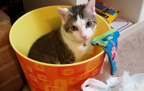 合肥最新正规供卵医院排行榜，附供卵流程与成功率！（合肥供卵哪里好 神州中泰可以吗可以吗）