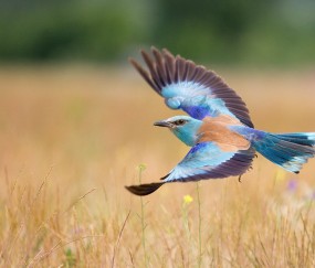 婴儿裤子健康快车四季通用（婴幼儿裤子）