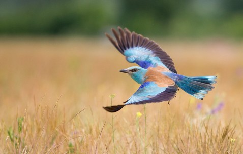 婴儿裤子健康快车四季通用（婴幼儿裤子）