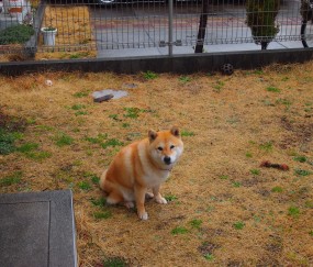 齐鲁促卵泡素（促卵泡素什么意思）