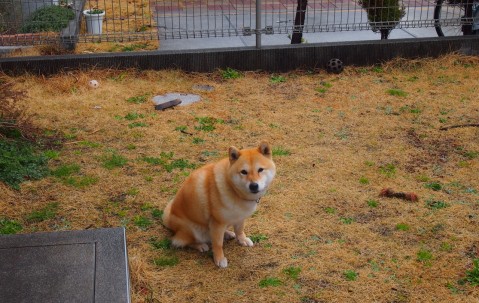 营养膳食补充剂骨骼健康药都仁和儿童（仁和儿童营养素冲剂）