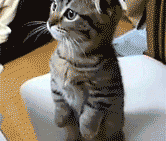 卵泡排了后（卵泡排了后B超监测能看到什么）