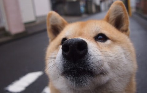 怀孕初期流产后做试纸能看出来吗（怀孕流产后试孕纸能测出来吗）