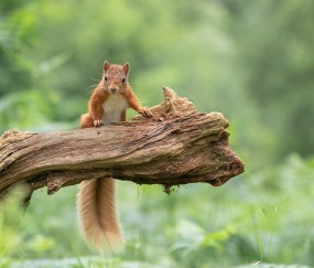 卵泡未探及（未探及明显卵泡）