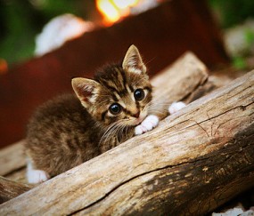 卵泡属于卵子（卵泡是?）