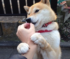 新生儿的屎为什么是黑色的（为什么新生儿的粑粑是黑色的）