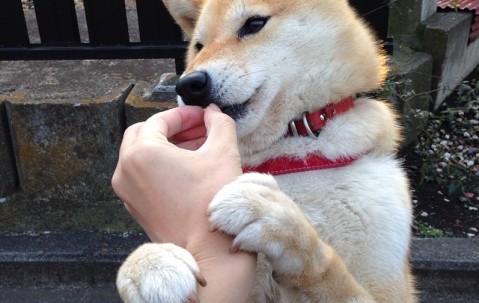 新生儿的屎为什么是黑色的（为什么新生儿的粑粑是黑色的）