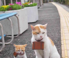 喝豆浆卵泡（喝豆浆卵泡长得太快）