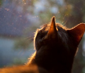 怀孕初期左边小肚子疼是怎么回事（怀孕初期小肚子左边痛）