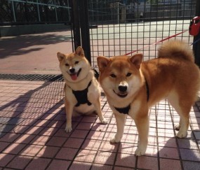 验卵泡储备（卵泡的监测）