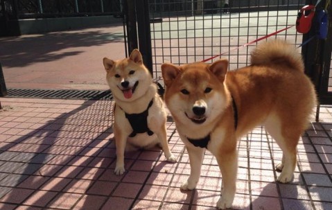 验卵泡储备（卵泡的监测）