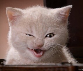 社区看卵泡（卵泡监测社区服务中心可做吗）