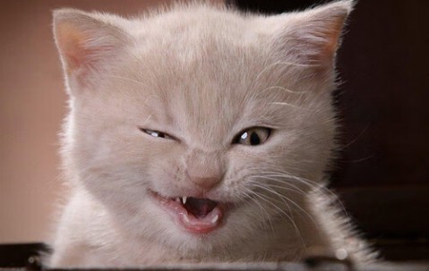 社区看卵泡（卵泡监测社区服务中心可做吗）