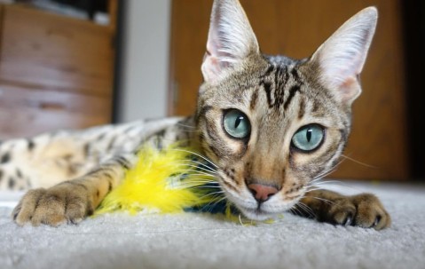 卵泡109（卵泡10×7mm要多少天成熟）