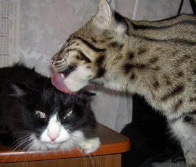 合肥捐卵中介联系方式，附捐卵成功率高的3家医院推荐！