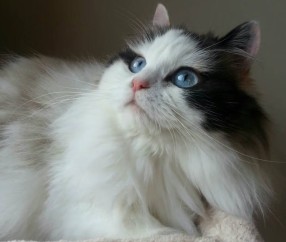 怀孕初期有通便的药吗（孕初期便秘怎么办,快速通便）