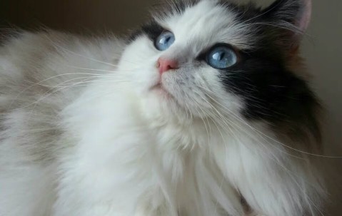 卵泡刺破多钱（卵泡刺破会更容易怀孕吗?）