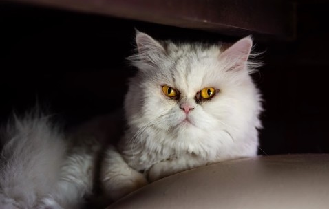 怀孕初期全身无力能输液吗（怀孕初期一身无力）