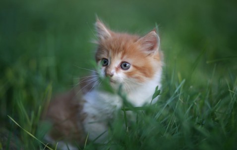 合肥捐卵助孕机构有哪些，附捐卵医院名单及成功率参考！