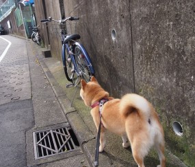 5岁小孩发烧咳嗽吃什么药好（五岁孩子发烧咳嗽吃什么好得快）