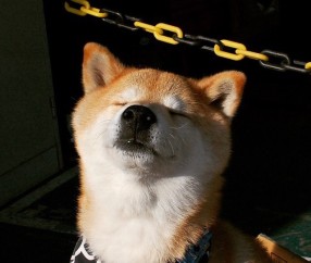 怀孕初期乳头疼还发硬（怀孕初期乳头疼还发硬怎么回事）