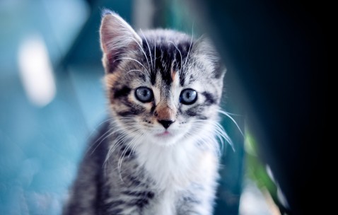 东莞哪个医院做试管成功率高