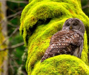 同房14天早早孕试纸一深一浅的简单介绍