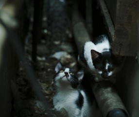 兜儿是什么意思?